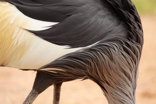 detail of the body of a crowned crane