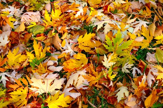 The colourful Autumn Background 