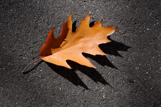 Autumn brown sheet of an oak