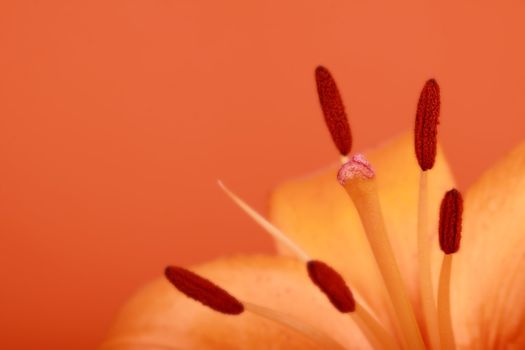 Detail of a beautiful orange flower