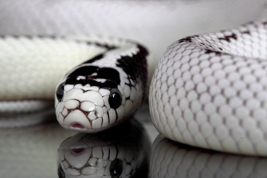 picture of a beautiful snake
