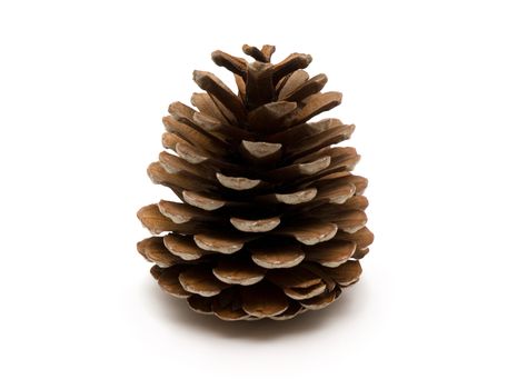 Cone of crimean pine