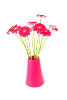 pink Gerber flowers in vase over white background