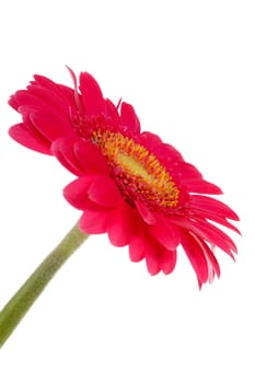 red Gerber flower in closeup over white background