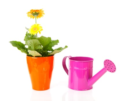 Gerber plant and pink watering can over white background
