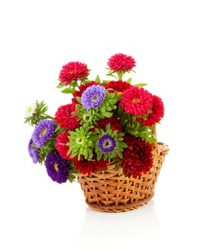 colorful Asters flowers in cane basket over white background