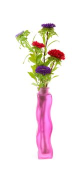 colorful Asters flowers in vase over white background