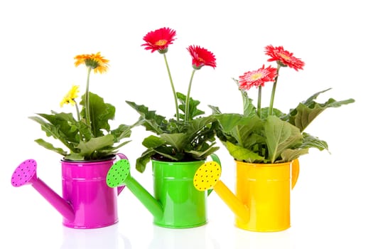 Three watering cans with Gerber flowers over white background