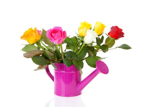 Pink watering can with colorful roses over white background