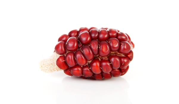 Little brown corn vegetable over white background