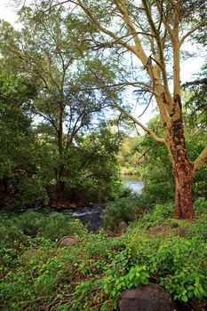 Kenyan trees in Mzima Springs, beautiful nature