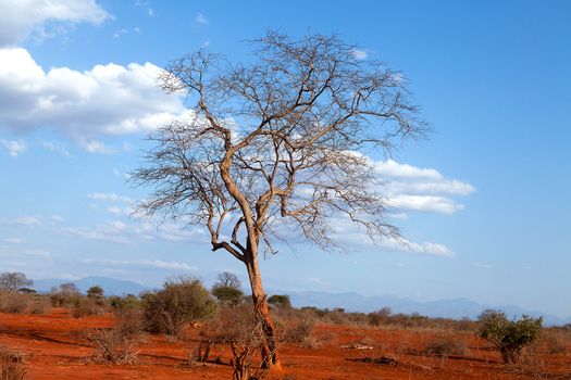 Bare tree in red  Ngulia Rhino Sanctuary Kenya
