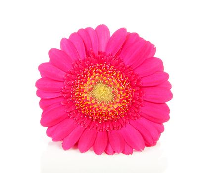 Pink Gerber flower in closeup over white background