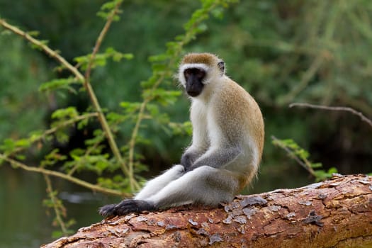 Cercopithecus Aethiops also known as Vervet monkey in southern Kenya sitting on tree