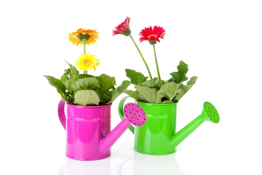 Two watering cans with Gerber flowers over white background