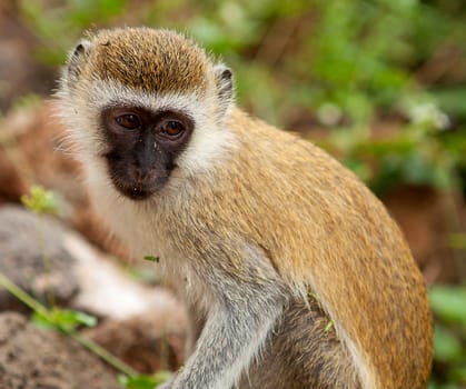 Cercopithecus Aethiops also known as Vervet monkey in southern Kenya