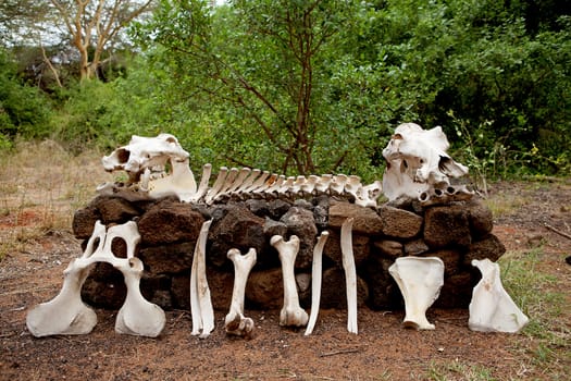 Skeleton of African hippo in nature