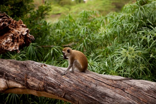 Cercopithecus Aethiops also known as Vervet monkey in southern Kenya