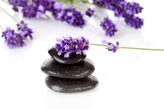 stacked black pebbles stones and lavender flowers over white background
