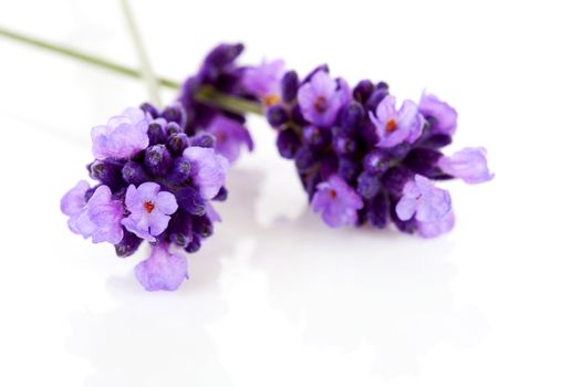 Twigs of lavender in closeup over white background