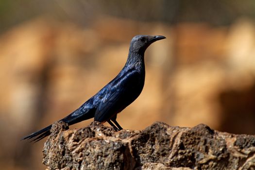 Red-winged Starling Onychognathus morio bird op rock