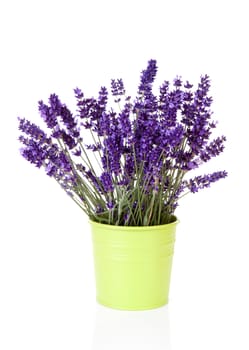 Bouquet lavender in pot over white background
