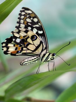 butterfly Papilio demoleus on a plant