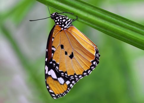 Monarch butterfly hanging upside down on a plant