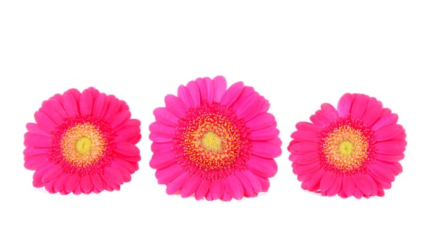 Three pink Gerber flowers in a row on white background