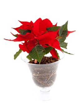 Red Poinsettia flower in glass pot over white background