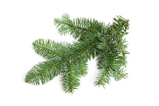 Bare green plucked christmas twig over white background