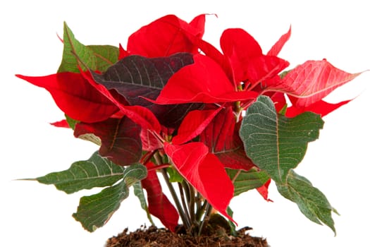 Red Poinsettia flower in closeup over white background