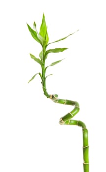 one twig of curly bamboo over white background