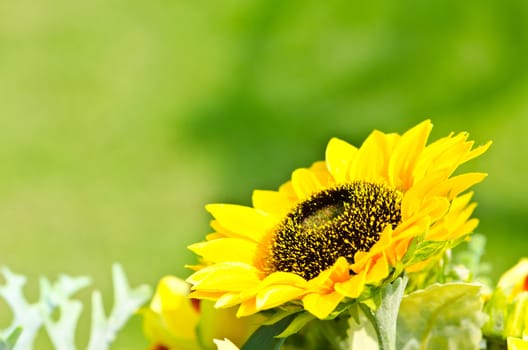 Sunflowers bloom on green background.