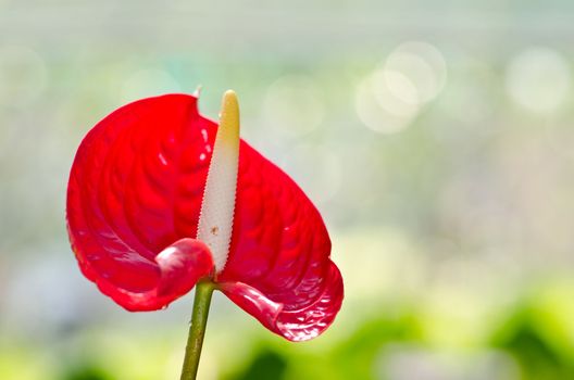 Anthurium red flamingo flower