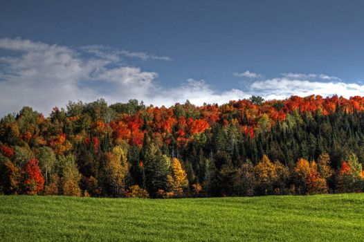 Colourful leaves of a maple tree in the fall