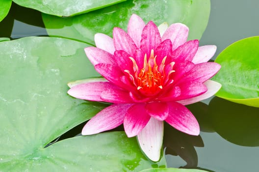 The red lotus flower in the peaceful pond.