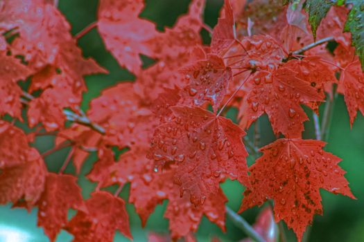 Colorful fall maple leaves viewed close up