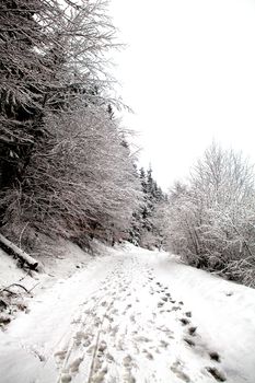 winter land; Foot prints in the snow