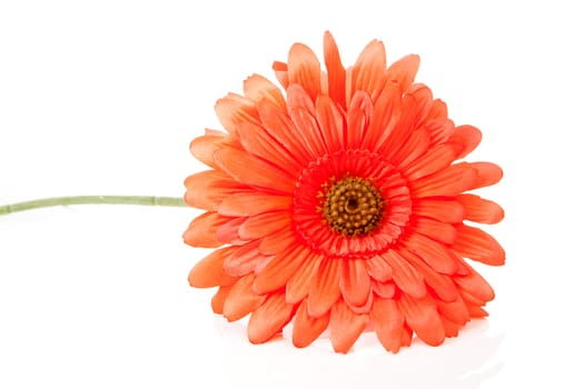 Orange silk Gerber flower over white background