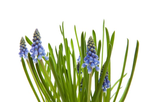 Muscari botryoides flowers also known as blue grape hyacinth in closeup over white background