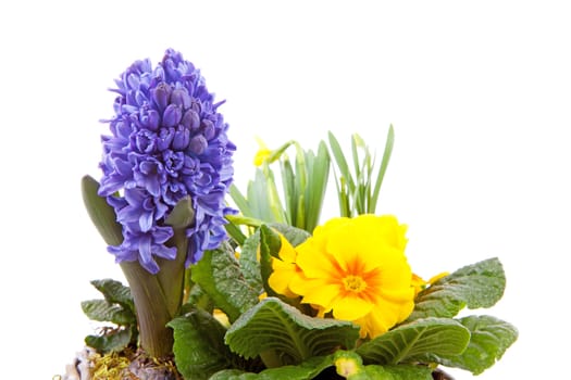 Spring flowers in closeup over white background