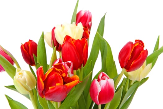 Colorful Dutch tulips in closeup over white background