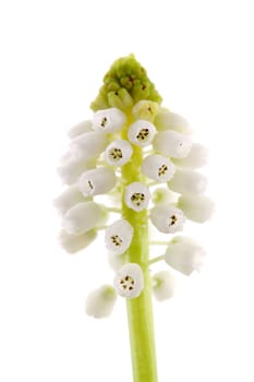 isolated White magic flower of Muscari botryoides  in closeup