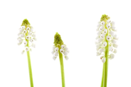 Three isolated White magic flower of Muscari botryoides  in closeup