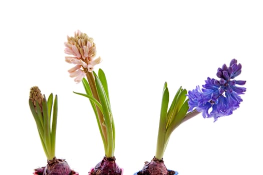 Three hyacinthus flowers in a row over white background
