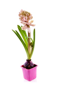 Pink hyacinthus flower in pot over white background