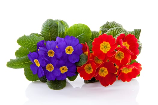 red and purple primula flowers over white background
