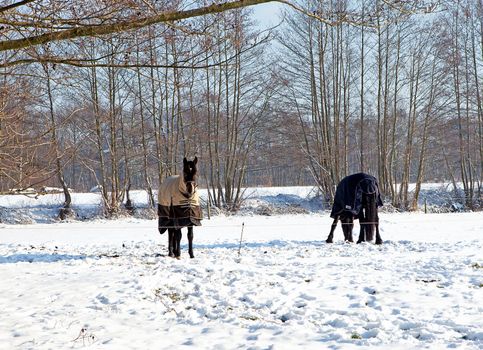 Two horses standing in snow on winter landscape 