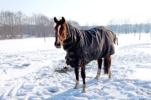Horse standing in snow on winter landscape looking at camera